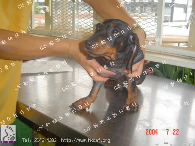 Cheung B (Dog - Hound - Dachshund (mini) (4-5kg))