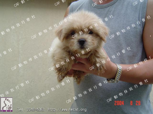 Ling Ling (Dog - Lhasa Apso (6-7kg))