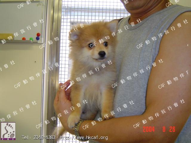 Pom puppy (Dog - Spitz - Pomeranian (2-3kg))