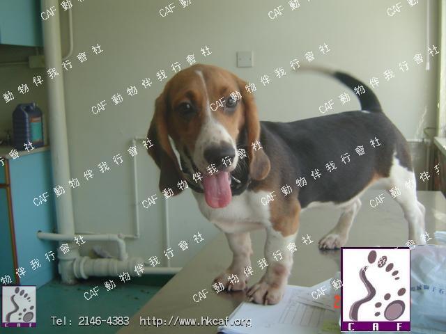 Bei Bei (Dog - hound - Beagle ( 8-14kg ))