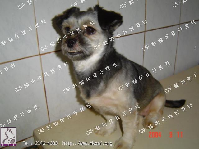 Mong Mong (Dog - Schnauzer - Mini ( 6-7kg))