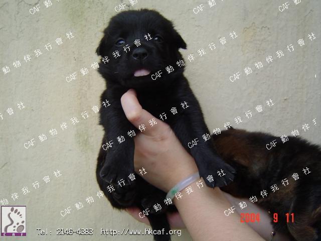 Labrador cross girl (Dog - Retriever - Labrador (25-34kg))