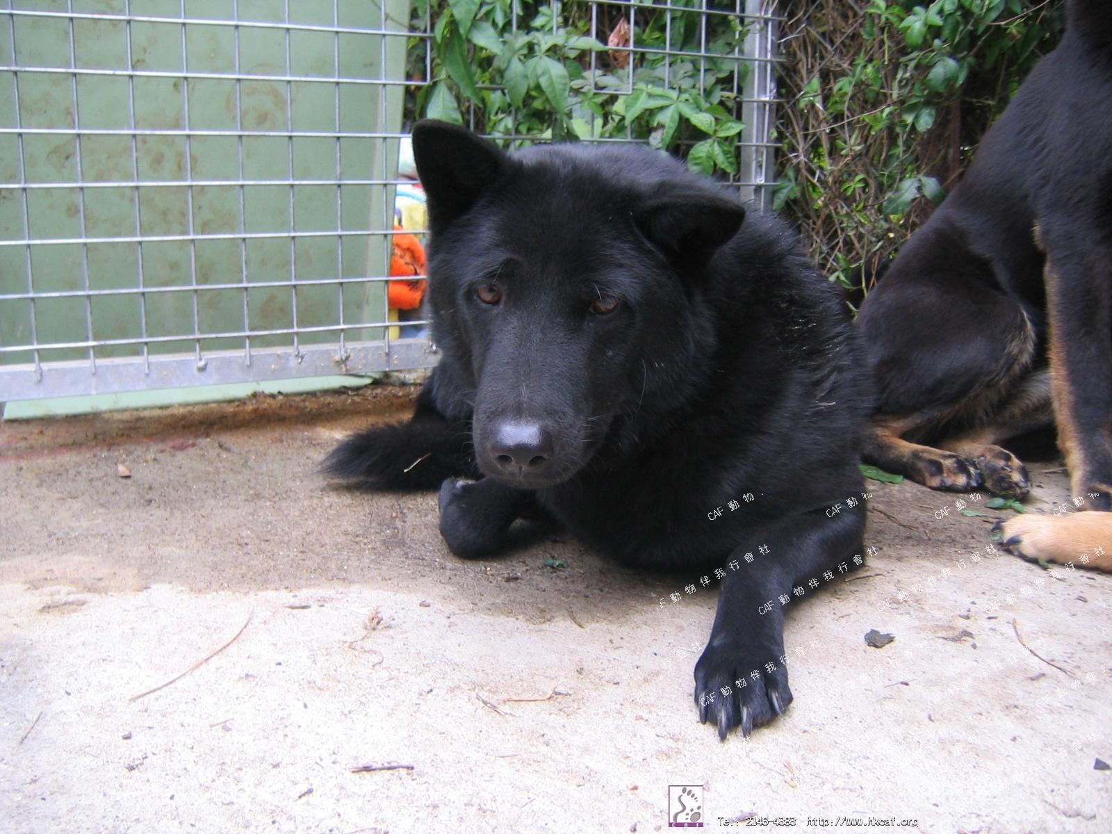 Shadow (Dog - Mongrel (medium ) (<7-20kg))