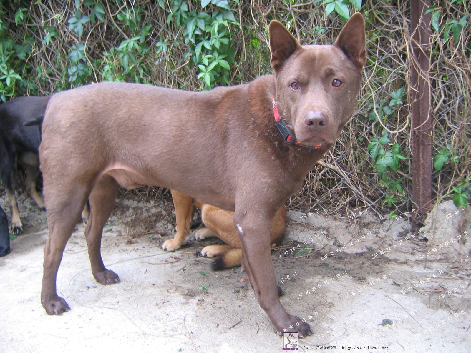 Grisley (Dog - Retriever - Labrador (25-34kg))