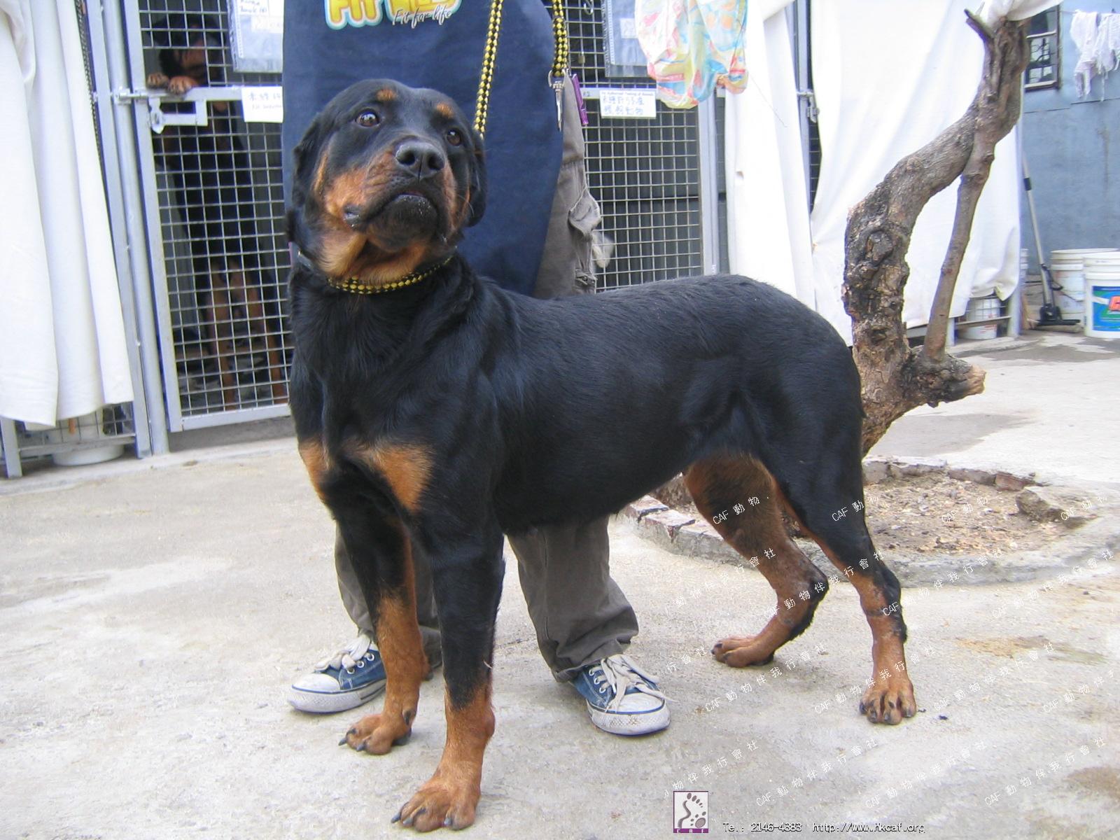 Rotlina (Dog - Rottweiller ( 41-50kg))