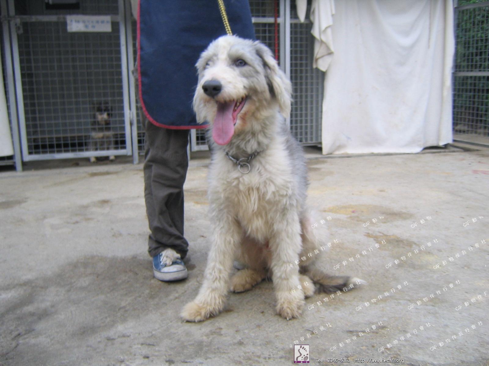 Ku Jai (jJ) (Dog - Sheepdog - Old Engish (OES) (30-32kg))