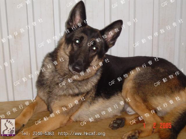 Jeff (Dog - Sheepdog - German Sheperd (GSD) (33-43kg ))