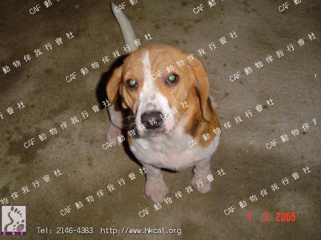  (Dog - hound - Beagle ( 8-14kg ))