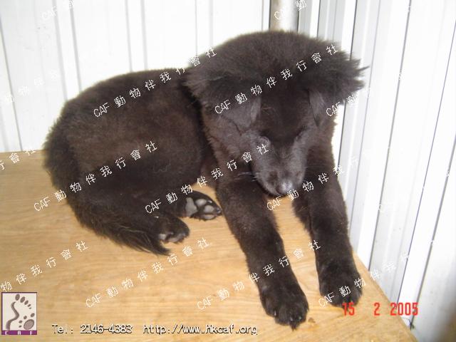 Ling Ling  (Dog - Retriever Cross -  Labrador  (27-36kg))
