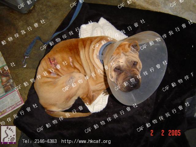 ֥ ( Sai Pei ) (Dog - Chinese Shar Pei (16-20kg))