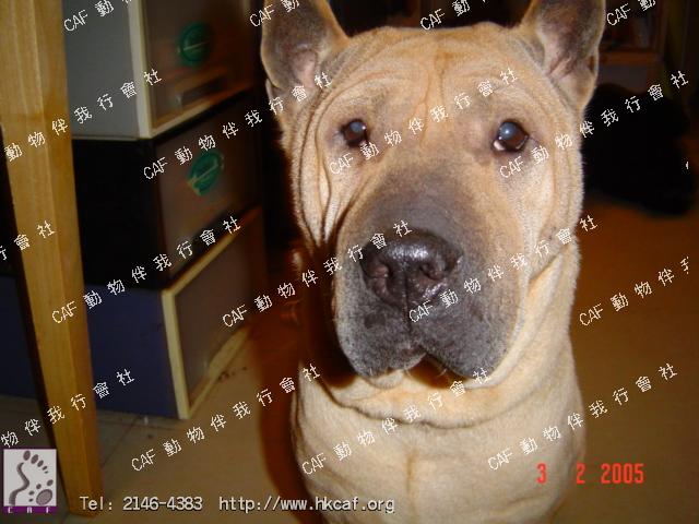 Bruno (Dog - Chinese Shar Pei (16-20kg))