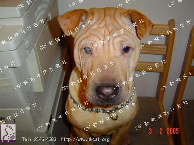 Sam Sam *(Samuel) (Dog - Chinese Shar Pei (16-20kg))