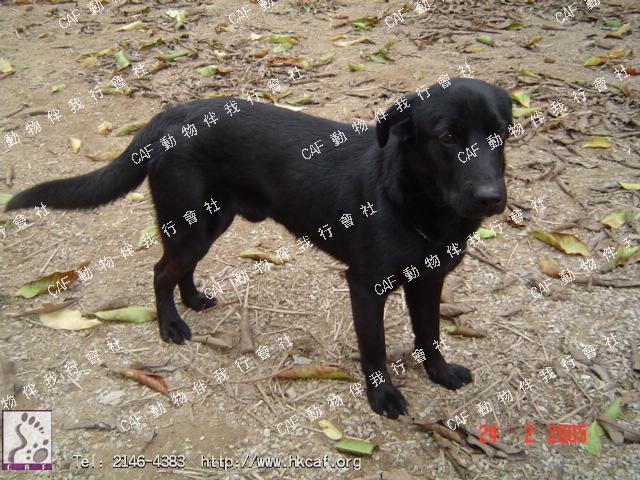 Chuck (Dog - Retriever - Labrador (25-34kg))