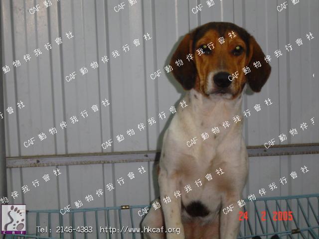 Harrie (Dog - hound - Beagle ( 8-14kg ))