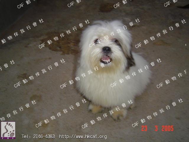 JJ (Dog - Chinese - Shih Tzu (5-7kg))