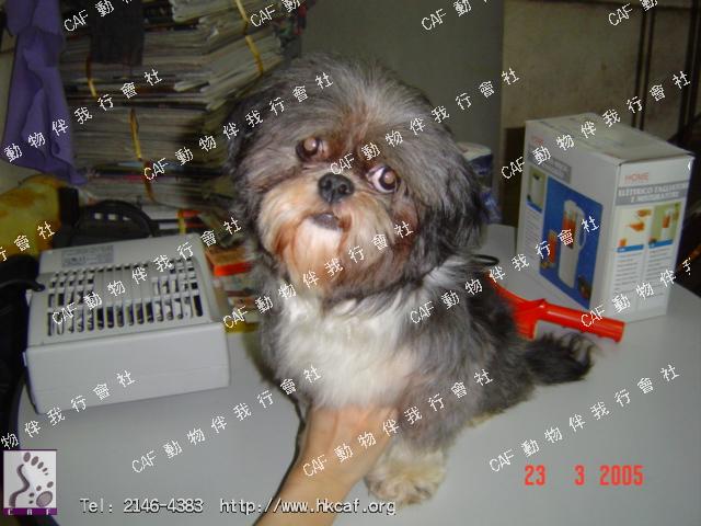 Ming Ming (Dog - Chinese - Shih Tzu (5-7kg))