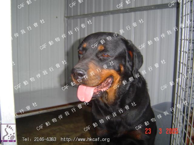 Dolly (Dog - Rottweiller ( 41-50kg))