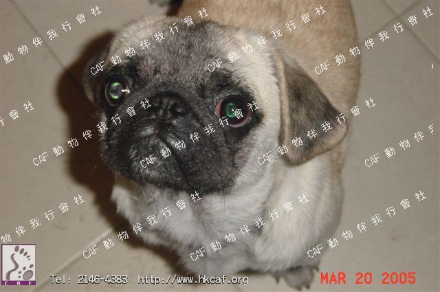 Gau Gau dd (Dog - Chinese - Pug ( 6-8kg))