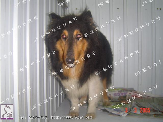 Sai Sai Ӳ (Dog - Collie - Smooth (18-30kg))