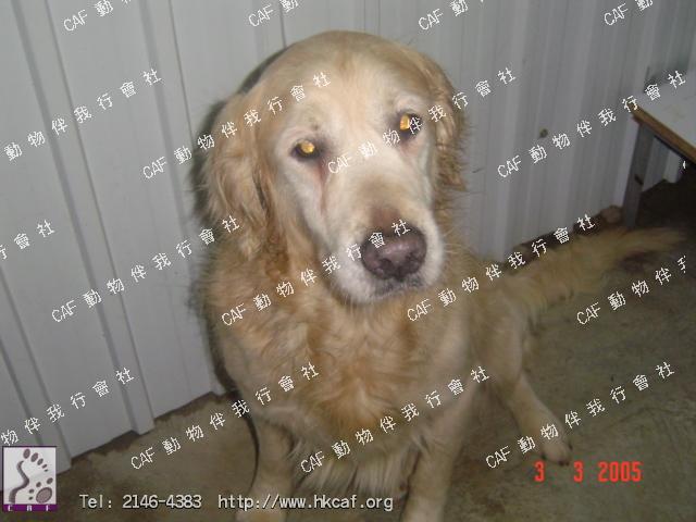 Ralph (Dog - Antiquity - Canaan dog (  16-25kg))