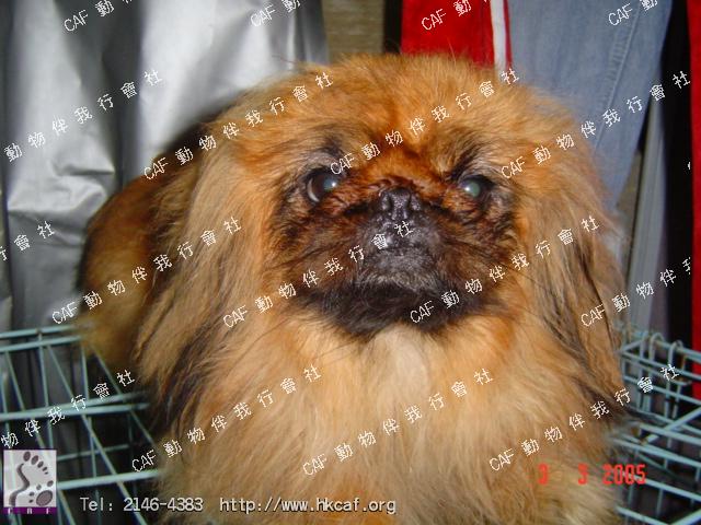 Coffee (Dog - Chinese Pekingese (3-6kg))