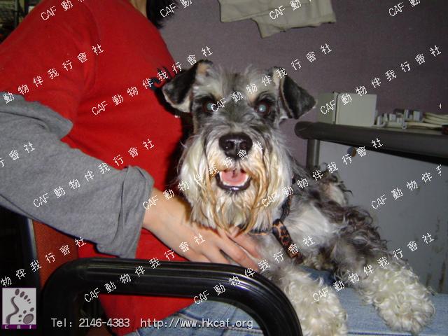 Bobby (Dog - Schnauzer - Standard (8-10kg))