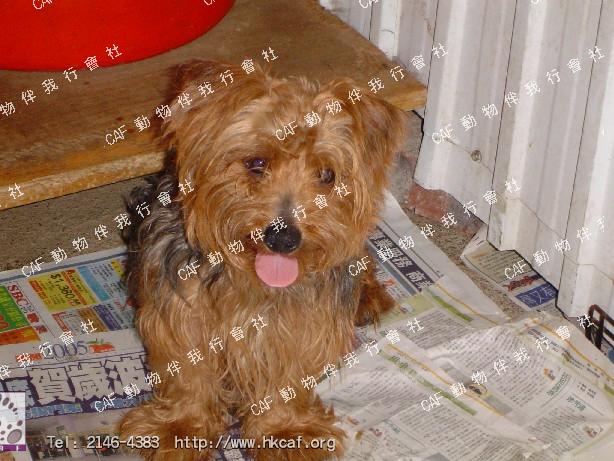 Goodfy (^ (Dog - Terrier - Yorkshire (<3.5kg))