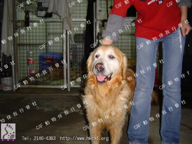 Cream (Dog - Retriever - Golden (27-36kg))