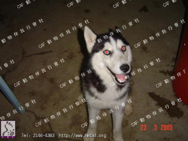 Icy (Dog - Siberian Husky (16-27kg))