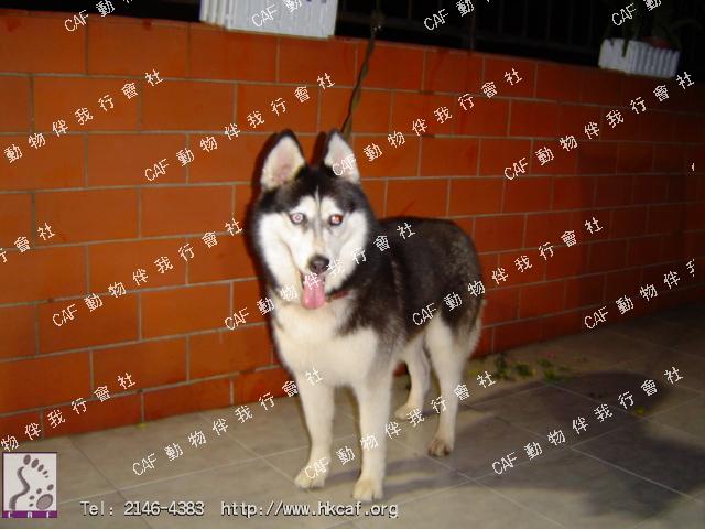 Rose (Dog - Alaskan Malamute (  39-57kg))