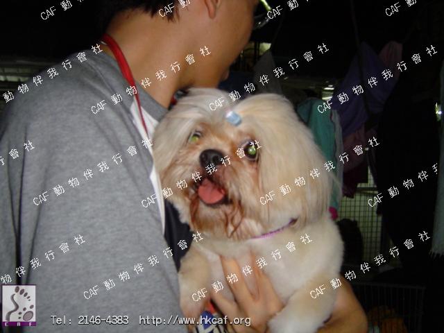 BB (Dog - Chinese - Shih Tzu (5-7kg))
