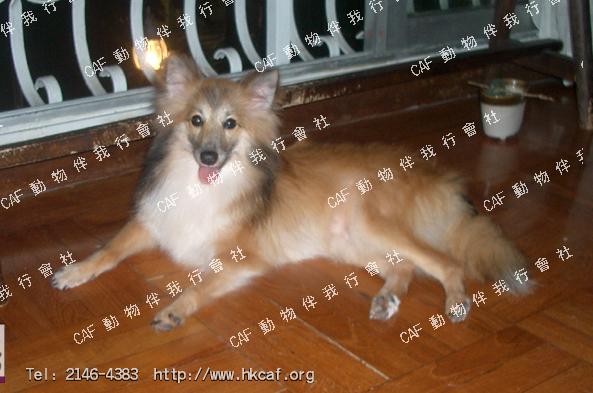 Shirley (Dog - Sheepdog - Shetland(Seltie) (8-14kg))