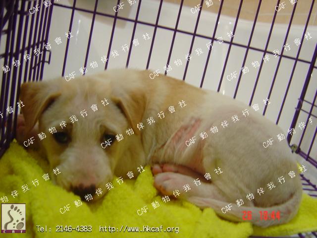 Terry (Dog - Retriever Cross -  Labrador  (27-36kg))