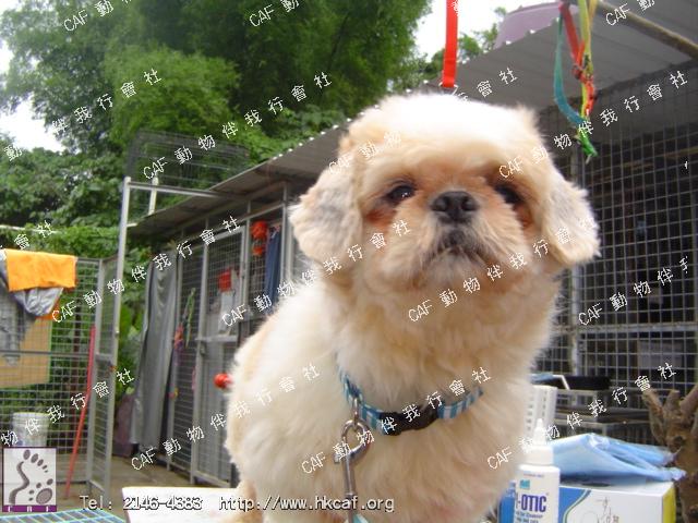 ] ]Ar Choi ) (Dog - Chinese - Shih Tzu (5-7kg))