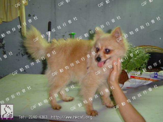 MiMi  (Dog - Spitz - Pomeranian (2-3kg))