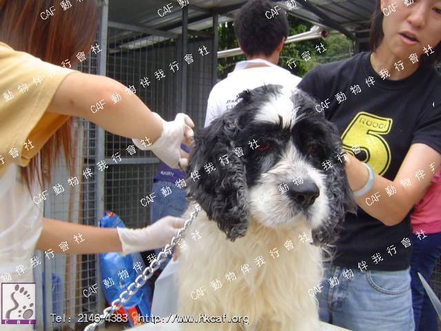 Steven (Dog - Retriever Cross -  Labrador  (27-36kg))