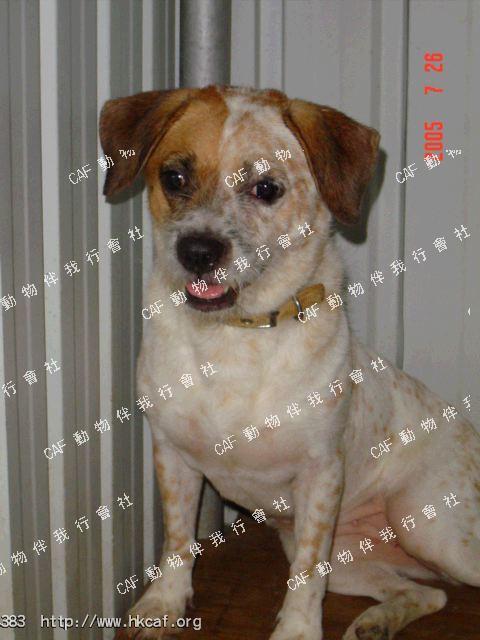 Momo (Dog - Terrier - Jack Russel (5-8kg ))