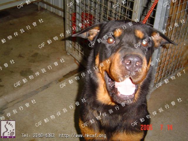 ¥J (Bravo) (Dog - Rottweiller ( 41-50kg))