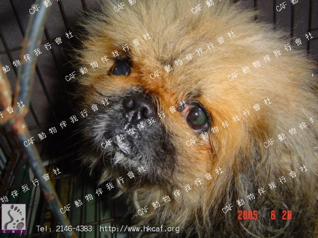 Sugar (Dog - Chinese Pekingese (3-6kg))