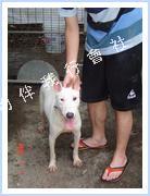 Jin Jin (Dog - Terrier -Bull (standard)( 24-28kg))