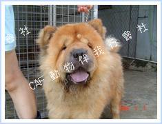 Chowles (Dog - Chinese Chow Chow (20-32kg))