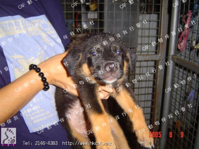 Liby (Dog - Sheepdog - German Sheperd (GSD) (33-43kg ))