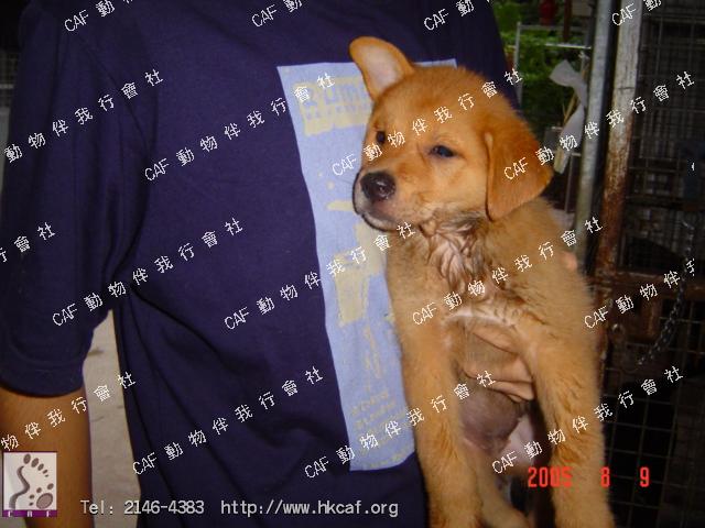 Taby (Dog - Retriever - Golden (27-36kg))
