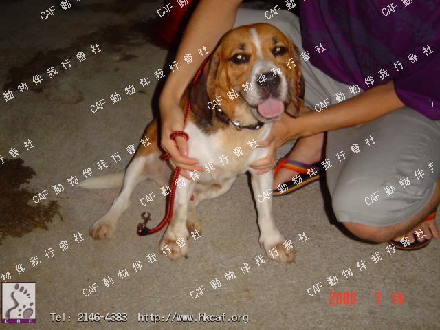 Fat Boy (Dog - hound - Beagle ( 8-14kg ))