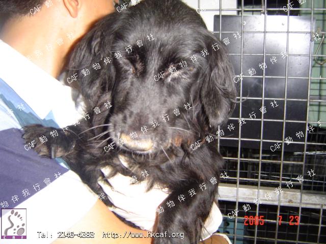 Algie (Dog - Spaniel - Field (16-23kg))