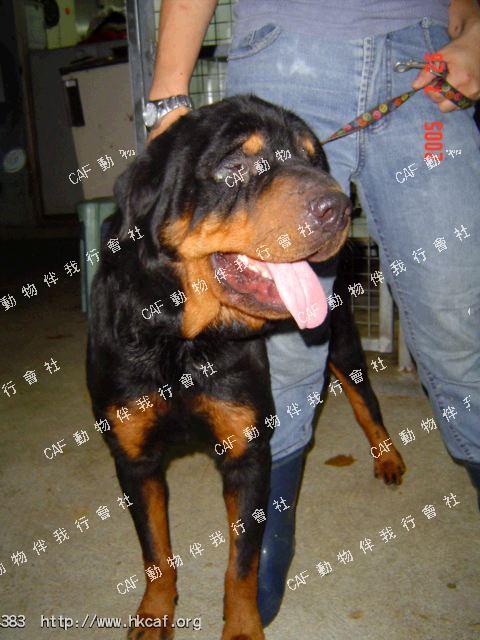 WEA WOO (Dog - Rottweiller ( 41-50kg))