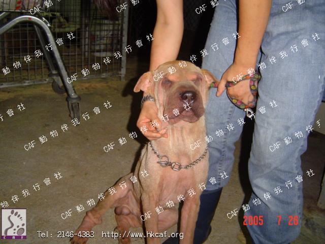 Mong Chu Chu ( ޽) (Dog - Chinese Shar Pei (16-20kg))