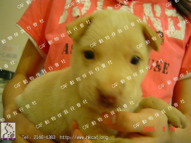 Lucky (Dog - Retriever - Golden (27-36kg))