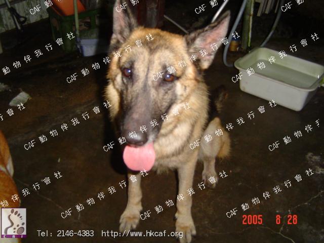 Koby (Dog - Sheepdog - German Sheperd (GSD) (33-43kg ))
