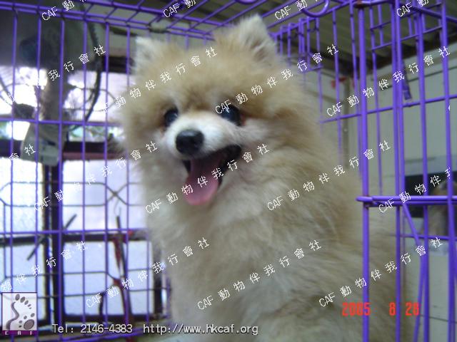 Micky (Dog - Spitz - Pomeranian (2-3kg))